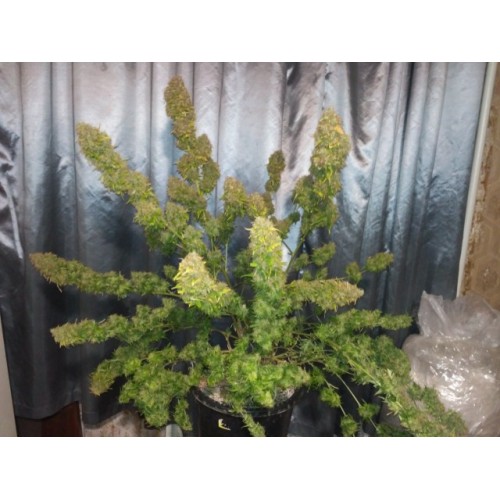 Gorilla Zkittlez Auto