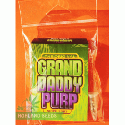 Grand Daddy Purple Regular