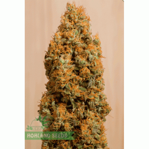 Green Crack 2.0