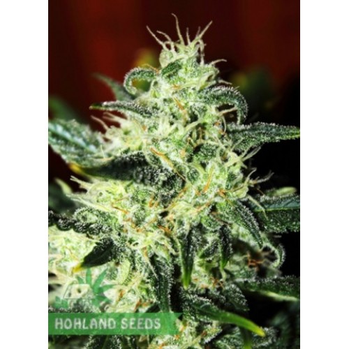 Green Poison