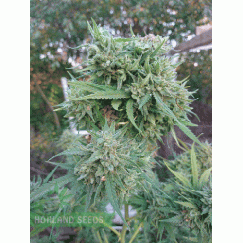 Green Poison