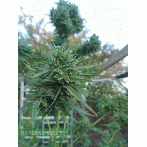 Green Poison