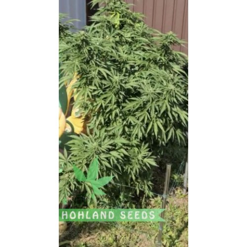 Green Poison XL Auto