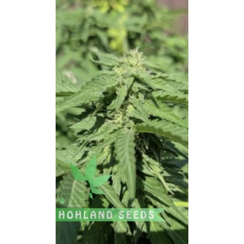 Green Poison XL Auto