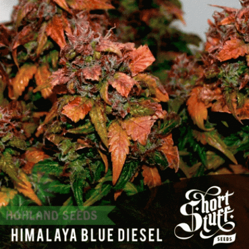 Himalaya Blue Diesel Auto