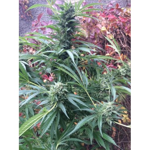 Jack 47 XL Auto Jack 47 XL Auto