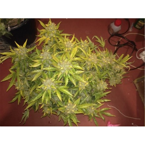 Jack 47 XL Auto Jack 47 XL Auto