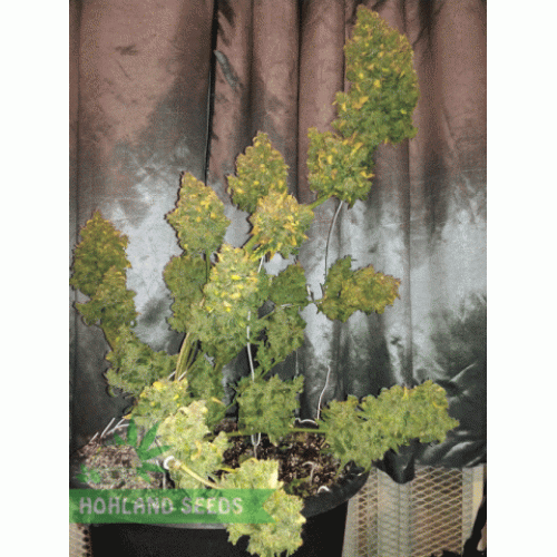 Jack 47 Auto