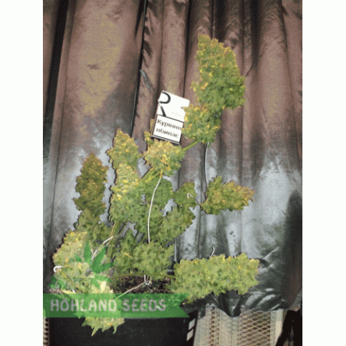 Jack 47 Auto