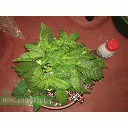 Jack 47 Auto