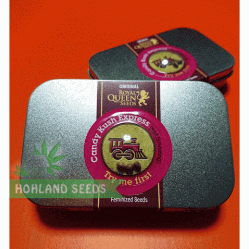 Candy Kush Express Fast Version Bulk Seeds