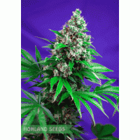 Killer Kush F1 Fast Version Killer Kush F1 Fast Version