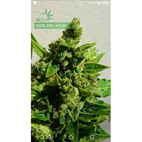 Auto Cinderella Jack Auto Cinderella Jack