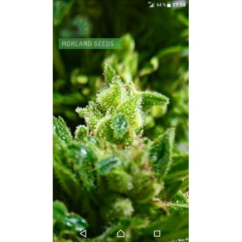 Jack 47 Auto
