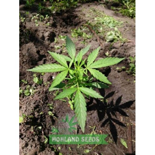 OG Kush Autoflower