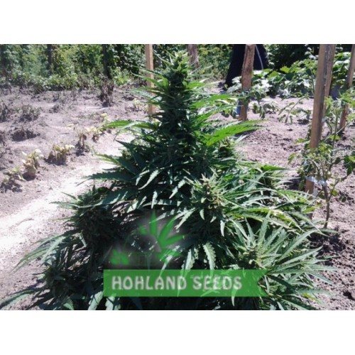 Auto Cinderella Jack Auto Cinderella Jack