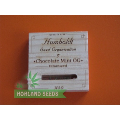 Chocolate Mint OG Chocolate Mint OG