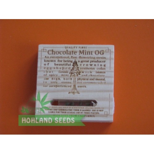 Chocolate Mint OG Chocolate Mint OG