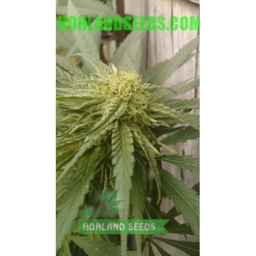 Big Devil #2 Auto