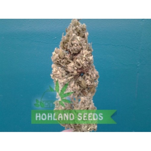 Auto Glueberry O.G.