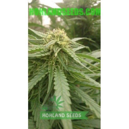 Cream Mandarine F1 Fast Version
