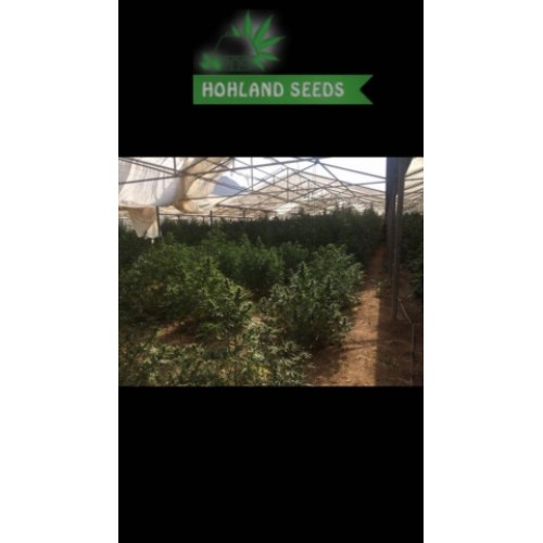 Green Poison Auto