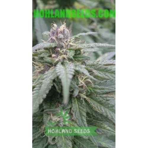 Blue Mystic
