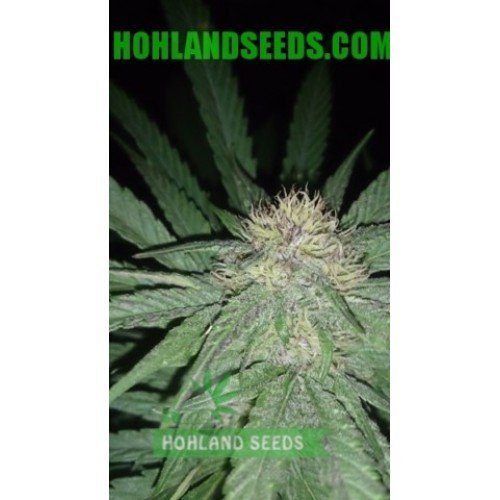White Widow (Nirvana)