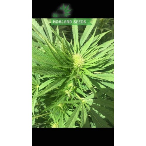 S.A.D. S1 Sweet Afghani Delicious S.A.D. S1 Sweet Afghani Delicious