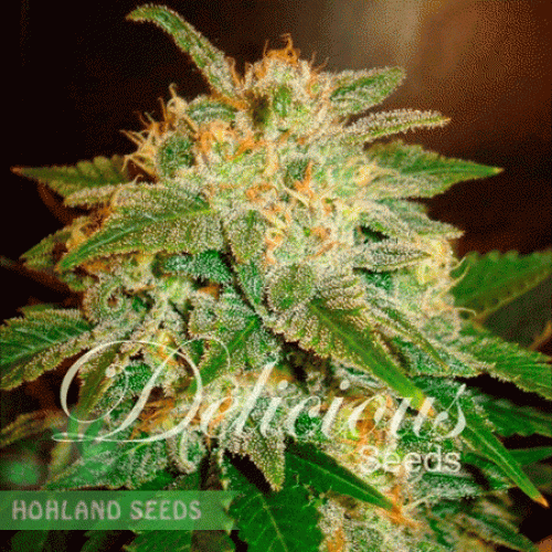 La Bella Afrodita Auto