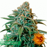 Liberty Haze Liberty Haze