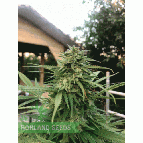 Larry OG Kush Larry OG Kush