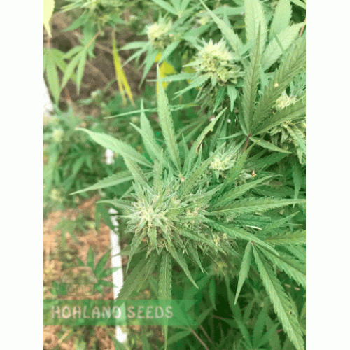 Larry OG Kush Larry OG Kush