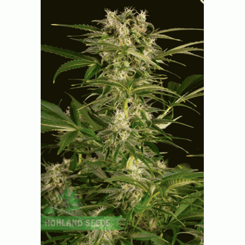 Lemon Juice Express Auto Lemon Juice Express Auto