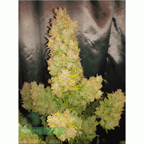 Lost Coast Skunk Auto Lost Coast Skunk Auto