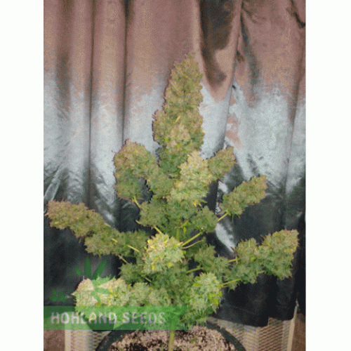 Lost Coast Skunk Auto Lost Coast Skunk Auto