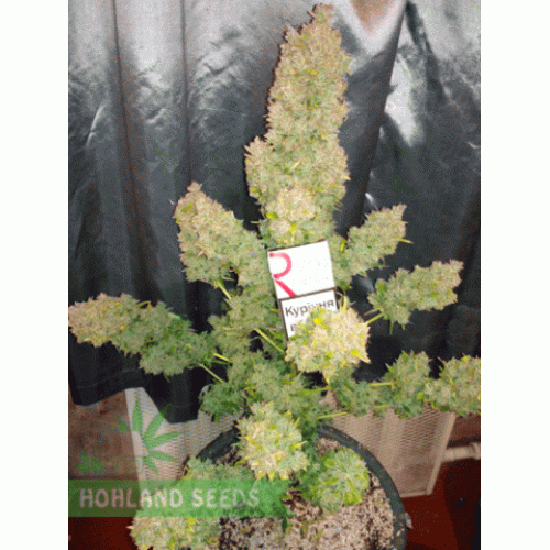 Lost Coast Skunk Auto Lost Coast Skunk Auto