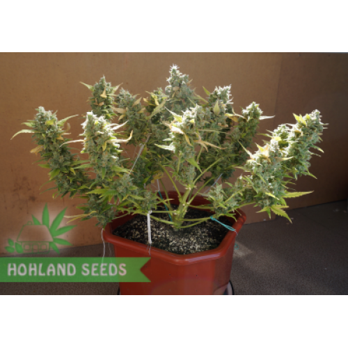Auto Whiteberry