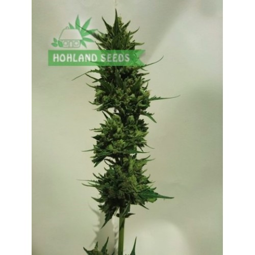 Auto Cinderella Jack Auto Cinderella Jack