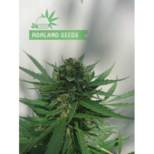 Auto Cinderella Jack Auto Cinderella Jack