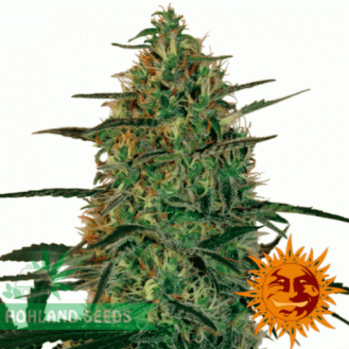 Malana Bomb Auto Malana Bomb Auto