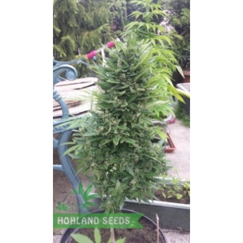 Mikromachine Auto
