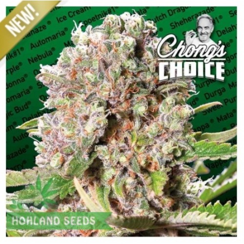 Mendocino Skunk Mendocino Skunk
