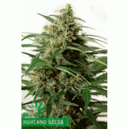 Moby Dick XXL Autoflowering Moby Dick XXL Autoflowering