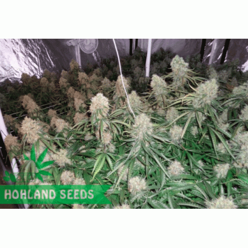 Moby Dick XXL Autoflowering