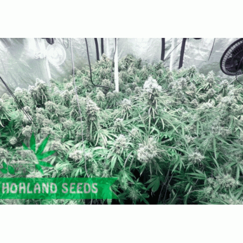 Moby Dick XXL Autoflowering