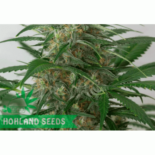 Moby Dick XXL Autoflowering