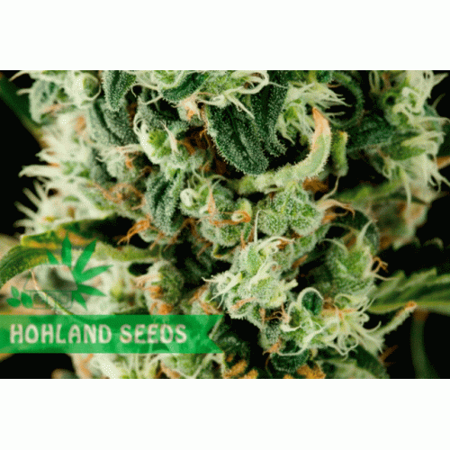 Moby Dick#2