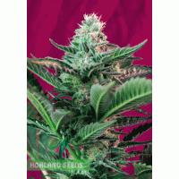 Mohan Ram Auto Mohan Ram Auto