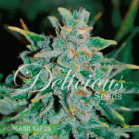 Northern Light Blue Auto Northern Light Blue Auto